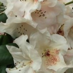 Rhododendron Gartendirektor Rieger