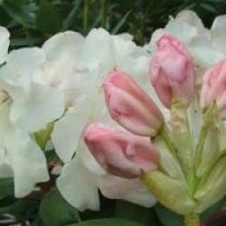 Rhododendron 'Gartendirektor Rieger'