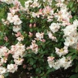 Rhododendron 'Gartendirektor Rieger'