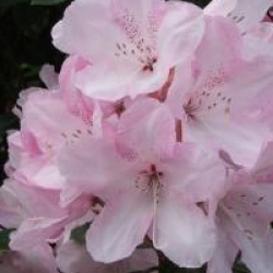 Rhododendron 'Halopeanum'
