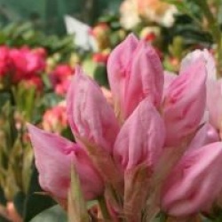 Rhododendron 'Halopeanum'
