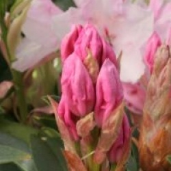 Rhododendron 'Halopeanum'