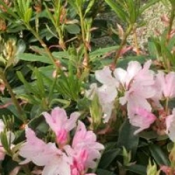 Rhododendron 'Halopeanum'