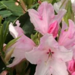 Rhododendron 'Halopeanum'