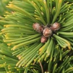 Pin de Bosnie nain