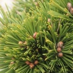 Pinus heldreichii 'Smidtii'
