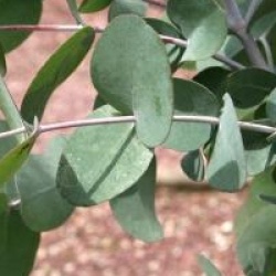 Eucalyptus urnigera