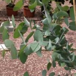 Eucalyptus urnigera
