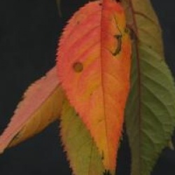 Prunus Snow Fountains � 'Snowfozam' 