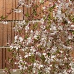 Prunus Snow Fountains � 'Snowfozam' 