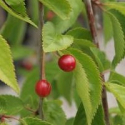 Prunus Snow Fountains � 'Snowfozam' 