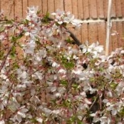 Prunus Snow Fountains � 'Snowfozam' 