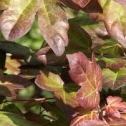 Acer campestre 'Red Shine'