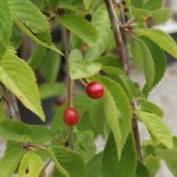 Prunus Snow Fountains � 'Snowfozam' 