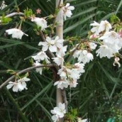 Prunus Snow Fountains � 'Snowfozam'  - Cerisier � fleurs blanches pleureur