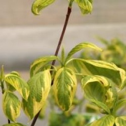 Cornus controversa 'Gosia'