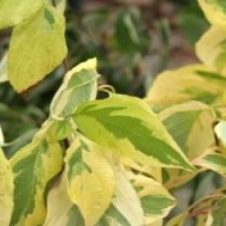 Cornus controversa 'Gosia' - Cornus controversa 'Gosia'
