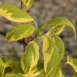 Cornus controversa 'Gosia'