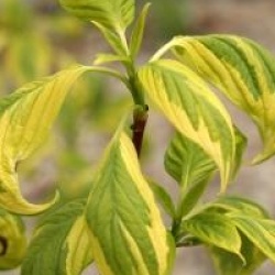 Cornus controversa 'Gosia'