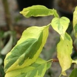 Cornus controversa 'Gosia'