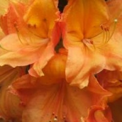 Rhododendron 'Glowing Embers' - Azal�e caduque Glowing Embers