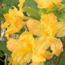 Rhododendron 'Harvest Moon' - Azal�e caduque Harvest Moon