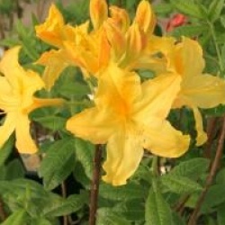 Rhododendron 'Harvest Moon'