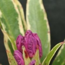 Rhododendron ponticum 'Variegatum'