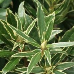 Rhododendron ponticum 'Variegatum'