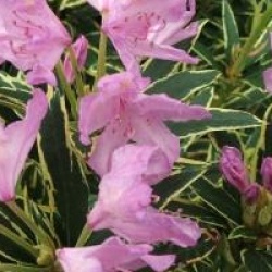 Rhododendron pontique panach�