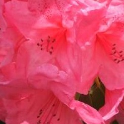 Rhododendron Anna Rose Witney