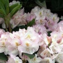 Rhododendron 'Gomer Waterer'