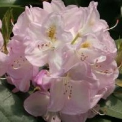 Rhododendron 'Gomer Waterer'
