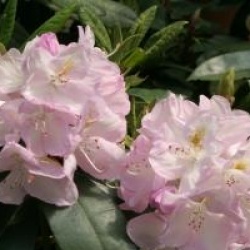 Rhododendron 'Gomer Waterer'