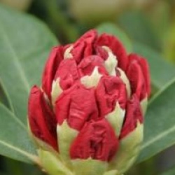 Rhododendron 'Lord Roberts'