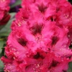 Rhododendron 'Madame Marie Fortie'