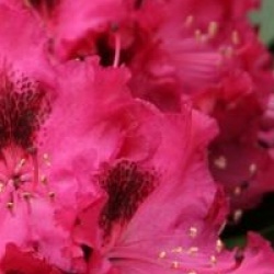 Rhododendron 'Madame Marie Fortie'