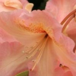 Rhododendron 'Olga'