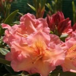 Rhododendron 'Olga'