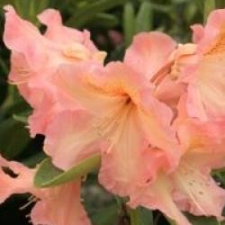 Rhododendron 'Olga'