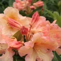 Rhododendron 'Olga'