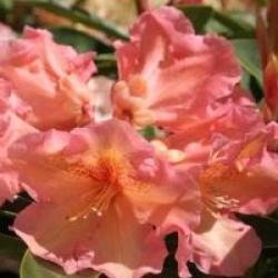 Rhododendron 'Olga'