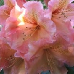 Rhododendron 'Olga'
