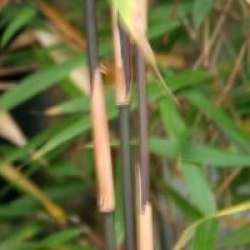 Fargesia scabrida 'Asian Wonder' - Bambou non tracant Asian Wonder