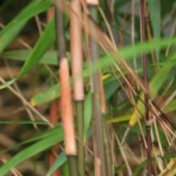 Fargesia scabrida 'Asian Wonder'