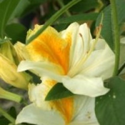 Rhododendron 'Toucan'