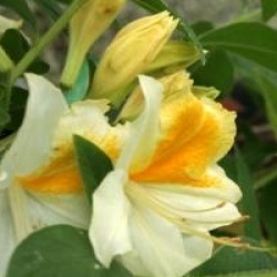 Rhododendron 'Toucan'