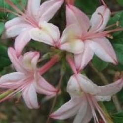 Rhododendron 'Viscosum' - Azal�e caduque viscosum
