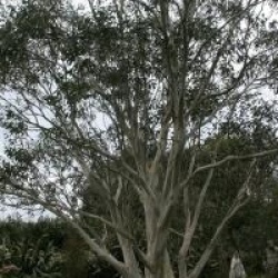 Eucalyptus pauciflora 