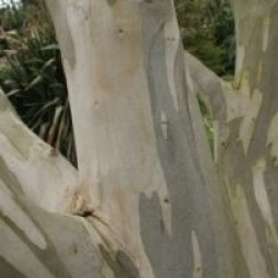Eucalyptus pauciflora  - Gommier � feuilles coriaces